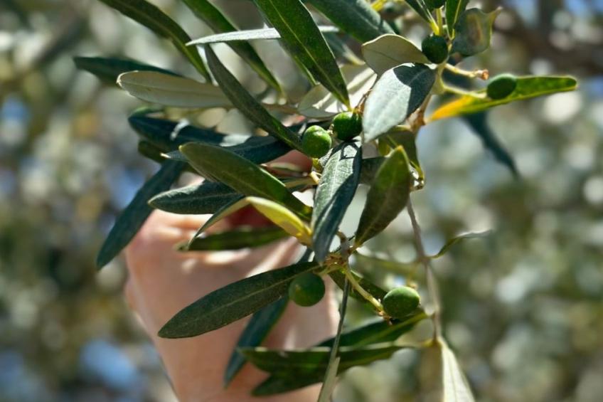 Landgut mit Blick auf das Wasser - foto 41