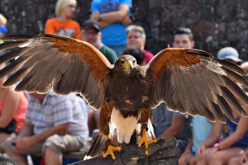 Wohnung "Terre d'Hélène" und Garten - foto 40
