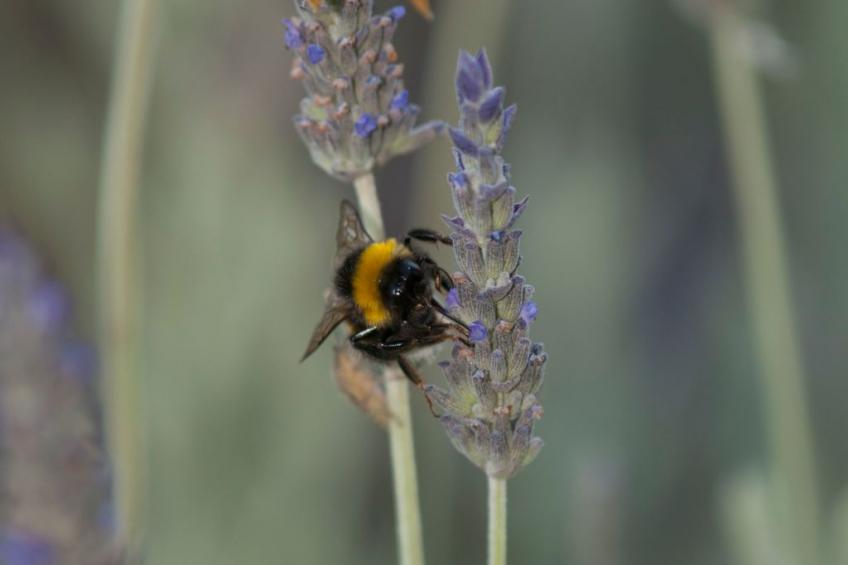 Der Garten von Zephyrus - Osten - foto 46