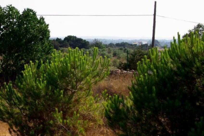 San Ferran - foto 14