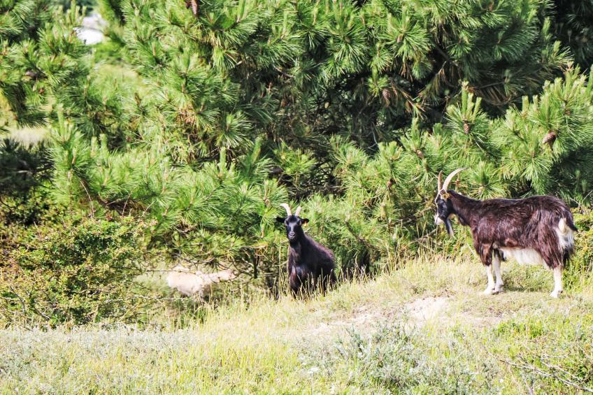 l'Escale dunes, Strände 20 Meter entfernt, Meerblick - foto 57