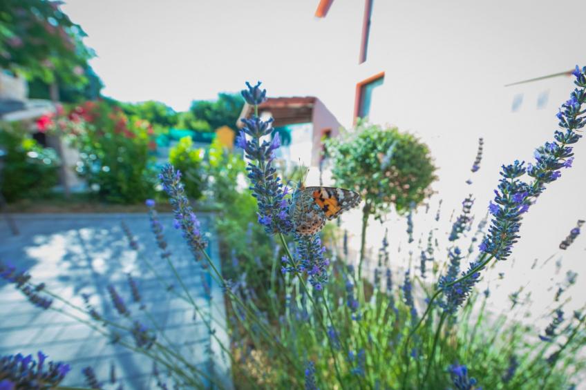 Haus in Grubine mit Außenpool - foto 50