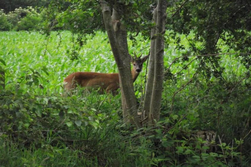 Twee safaritenten "Noflik" & "Gaadlik" naast elkaar - foto 33