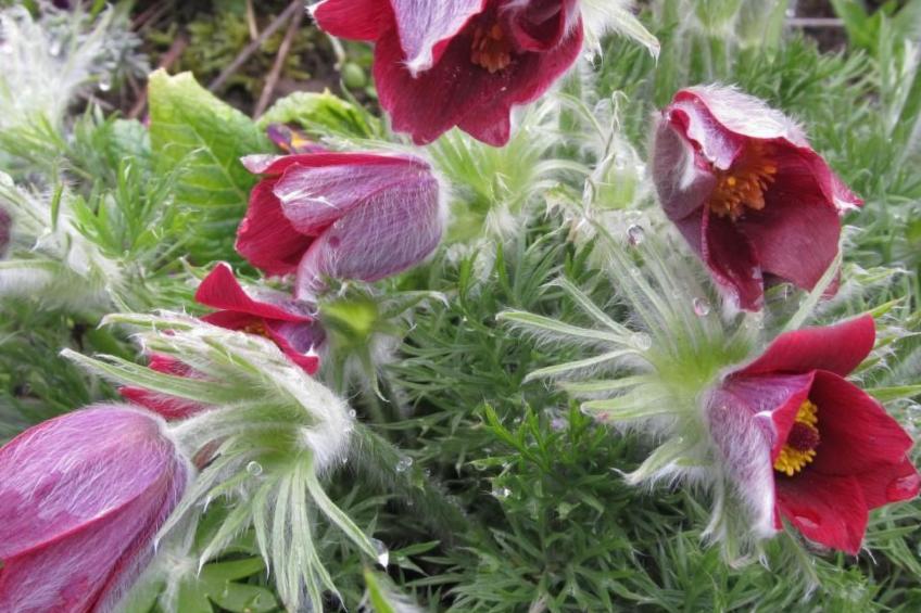 Fewo "Aal Obstbeem" - foto 10