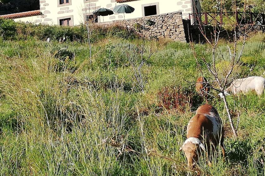 Ländliches Haus Las Caldereras - foto 5