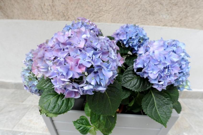 Wohnung 'Bella Vacanza 3 - foto 31