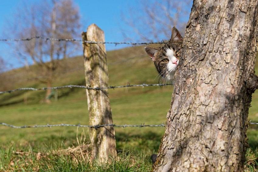 Eggenhof Ferien - foto 18