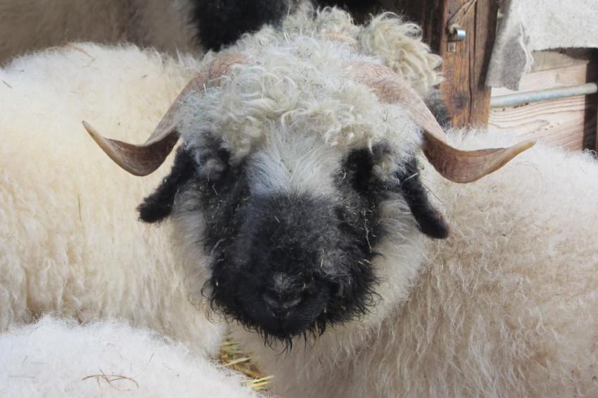 Tieroase Grünegg - foto 16