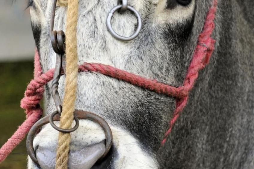 Apartment Rosa Canina (Wilde Rose) - foto 28