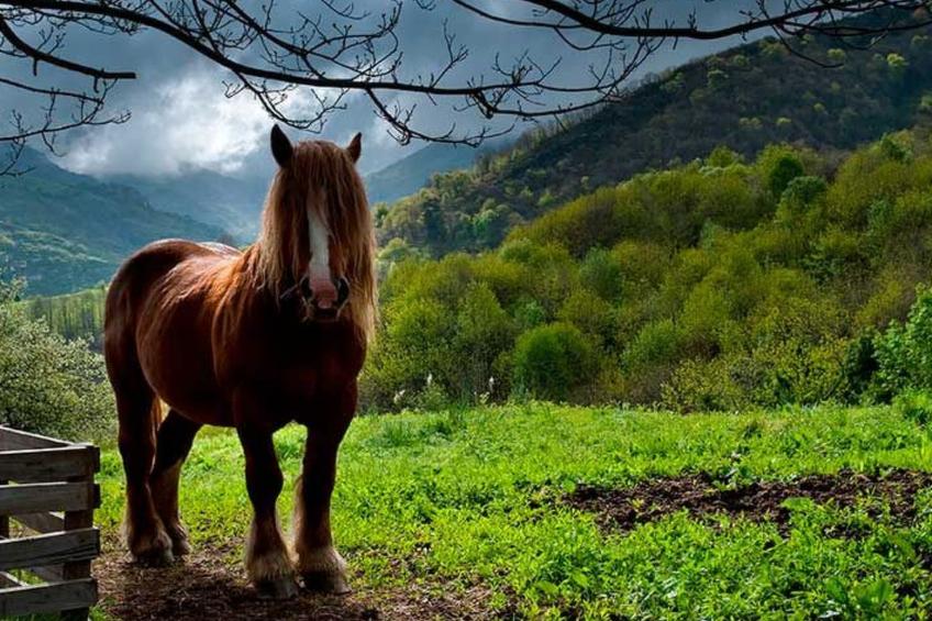 Berghütte mit Terrasse, Kamin und Jacuzzi - foto 15