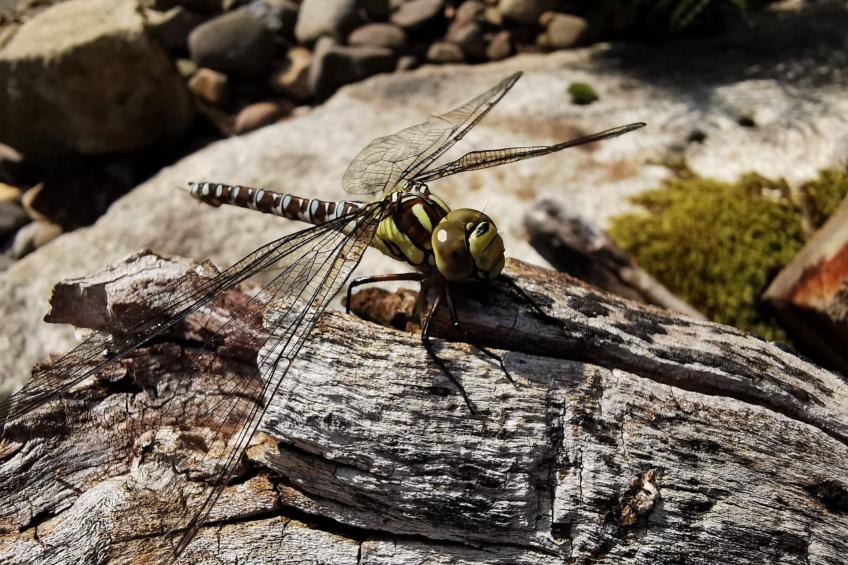 Jägerhaus - foto 48