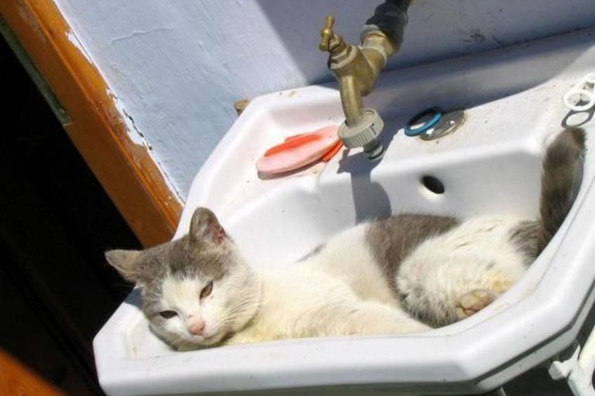 Casa Zollo - nahe den Karpaten Transsilvaniens - foto 24