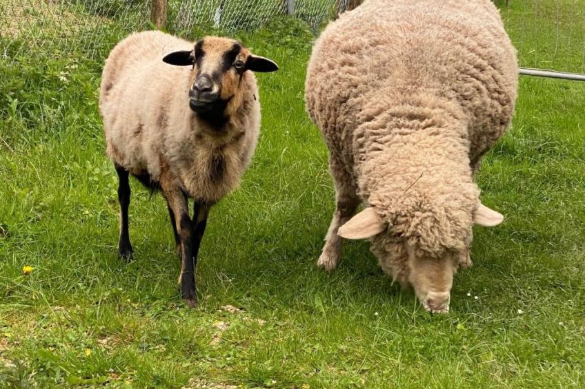 Scheunen Nest - foto 19