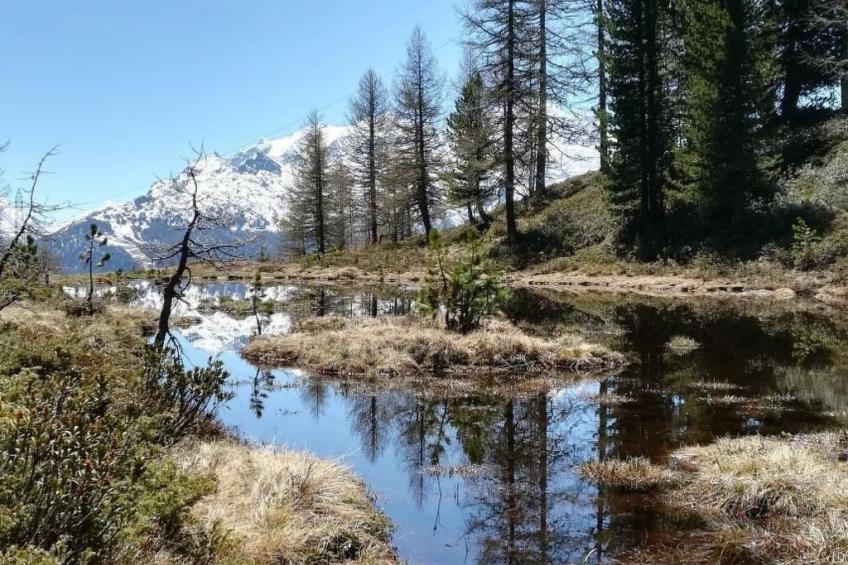 Moosalpe A - foto 10