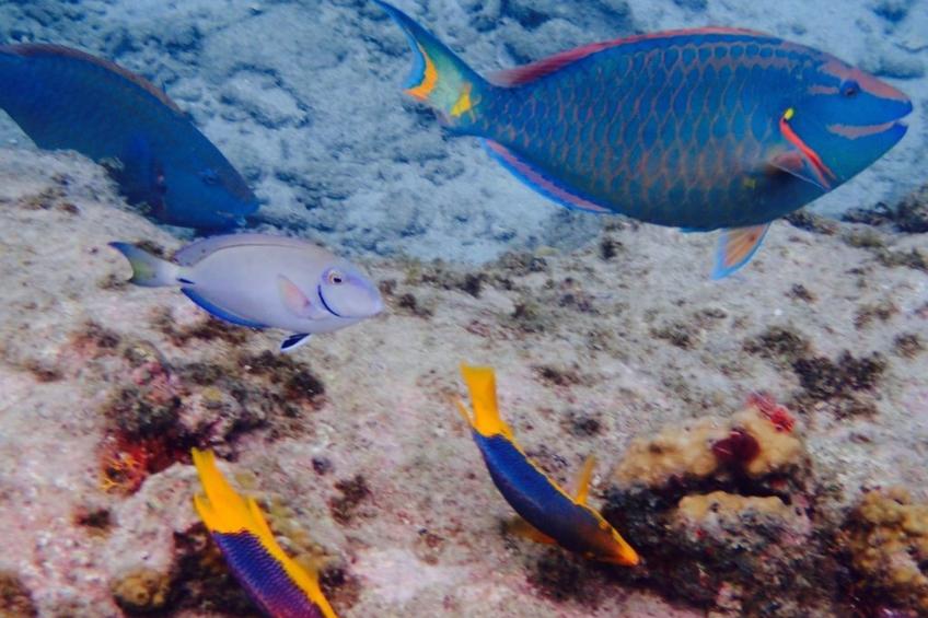 Wohnung in Cas Grandi mit Schönem gemeinsamem Pool - foto 36
