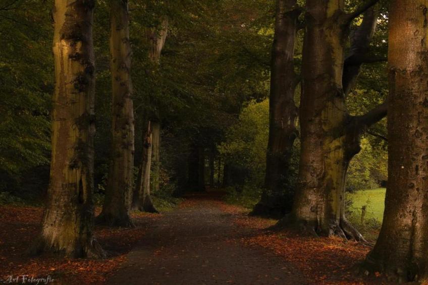 Hulshorsterhout - foto 33