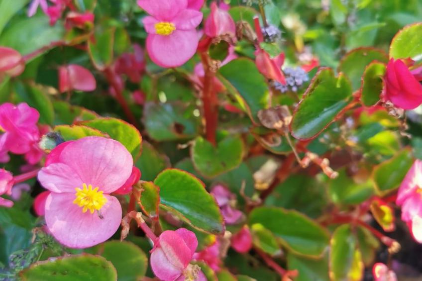 für 4 Personen ca. 65 m² in Brod Moravice, Gespanschaft Primorje-Gorski (G - foto 8