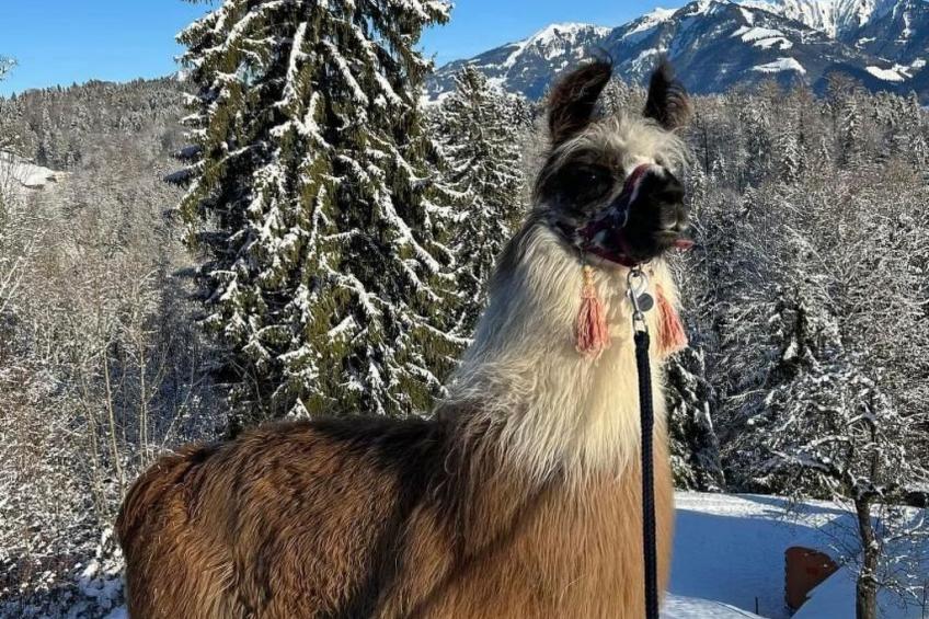 Holzhaus auf Lamahof - foto 49