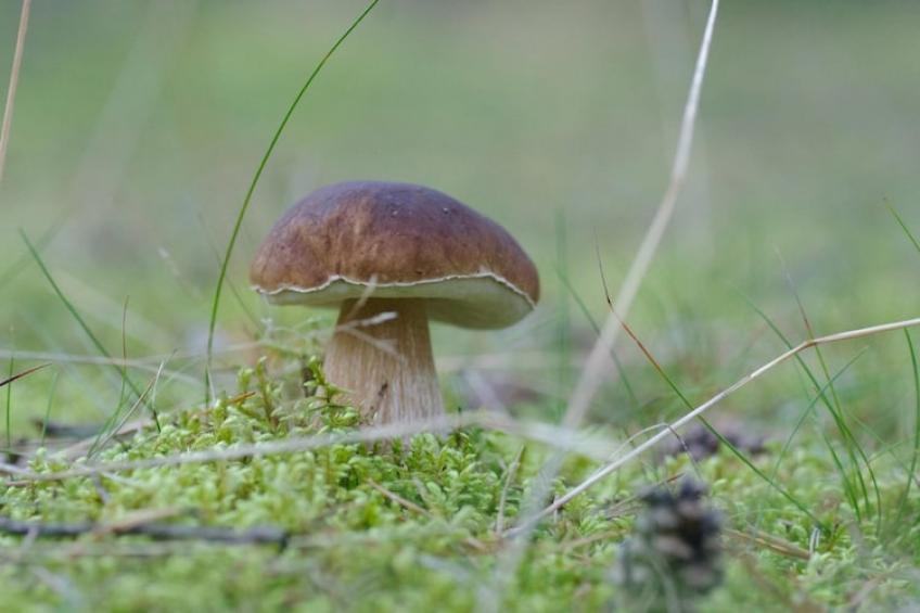 Appartementen, Rekowo - Type A - foto 26