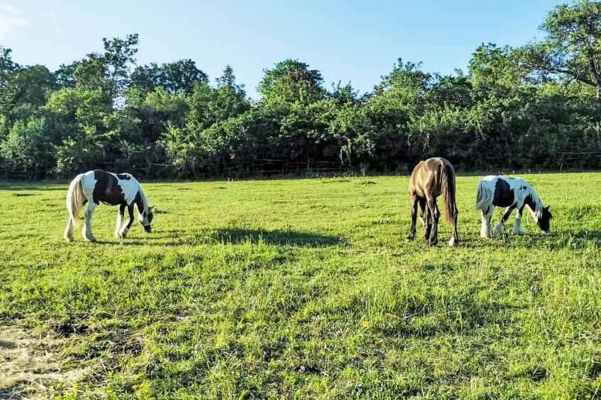Tinkerhof Stahlhut - foto 13