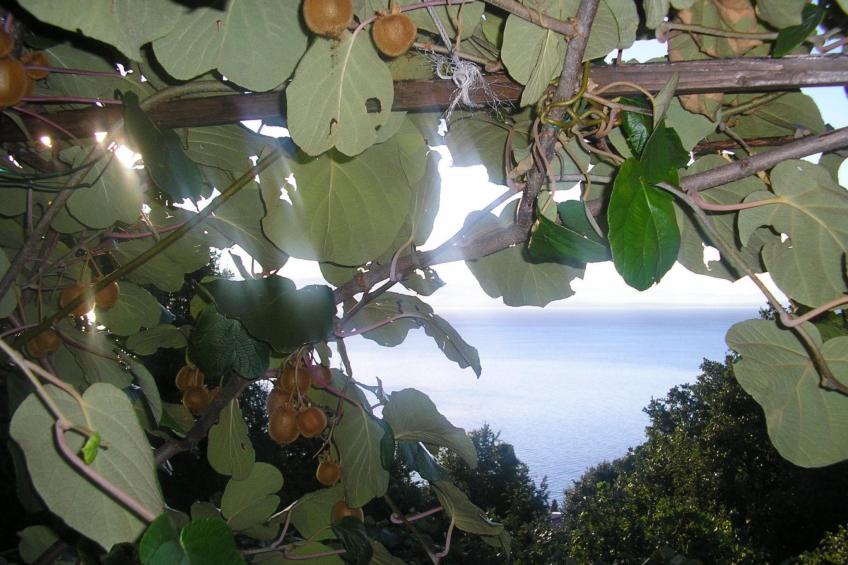 mit Balkon und Terrasse - foto 28