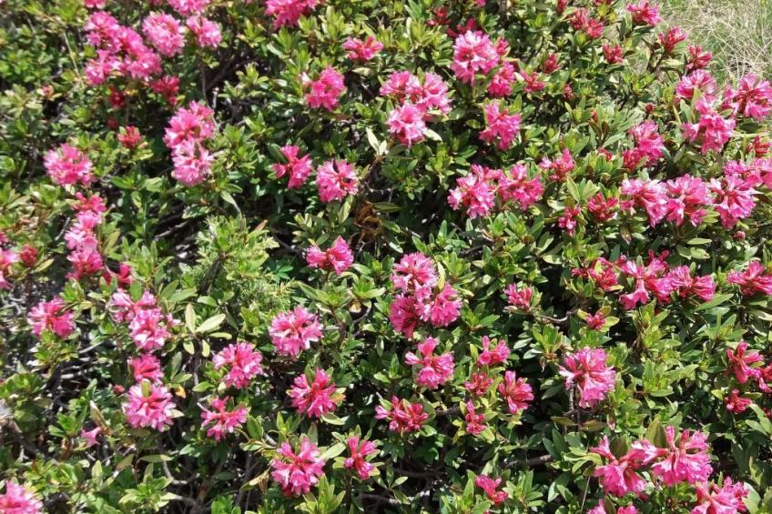 Urlaub in den Bergen - foto 20