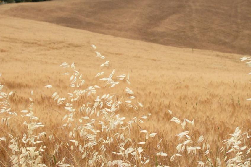 Il Mandorlo für 8 Personen - foto 18
