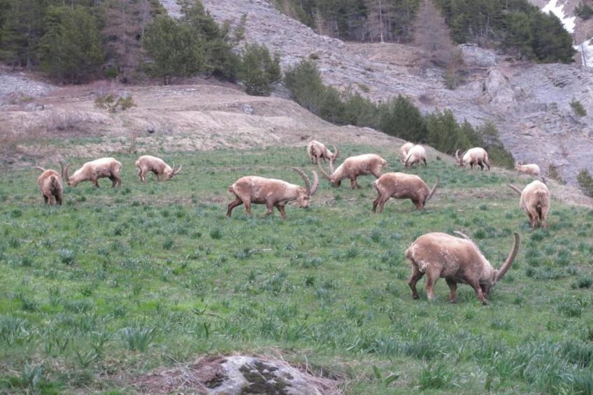 Chalet Clochettes - foto 32