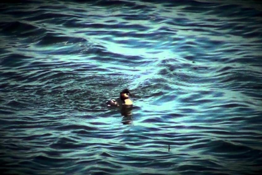 Oasi Bianca - foto 37