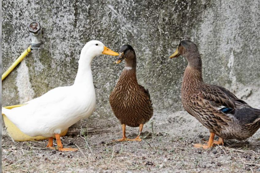 AGRITURISMO BORGO AMENO - AGRITURISMO BORGO AMENO - foto 17