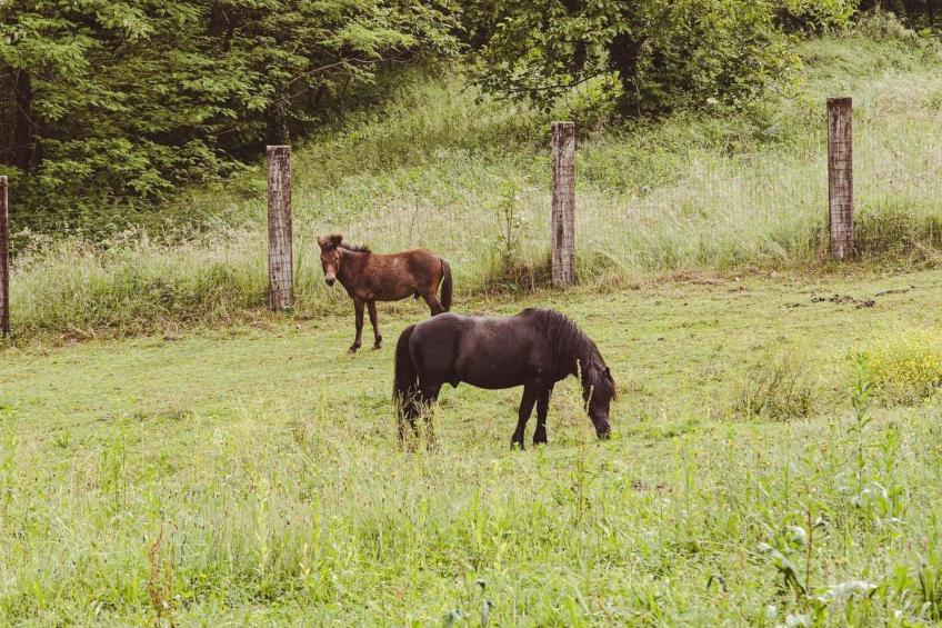 House Ranch Corral - foto 13