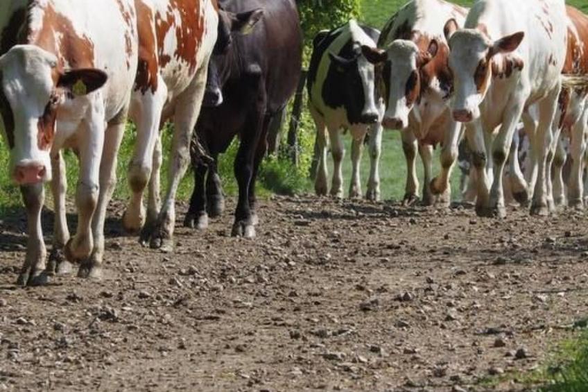 Exklusives Ferienhaus mit Terrasse und Garten - foto 24