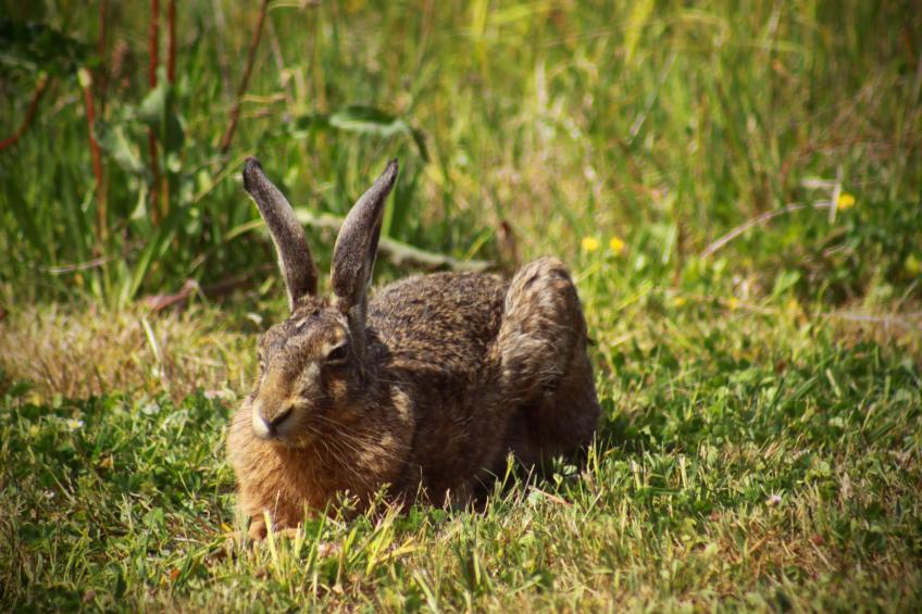 Studio Eagle - foto 17