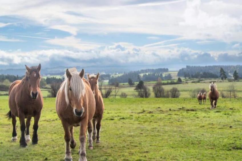 Gîte de France Gîte de la grangette 5/6 personnes 3 épis - foto 43