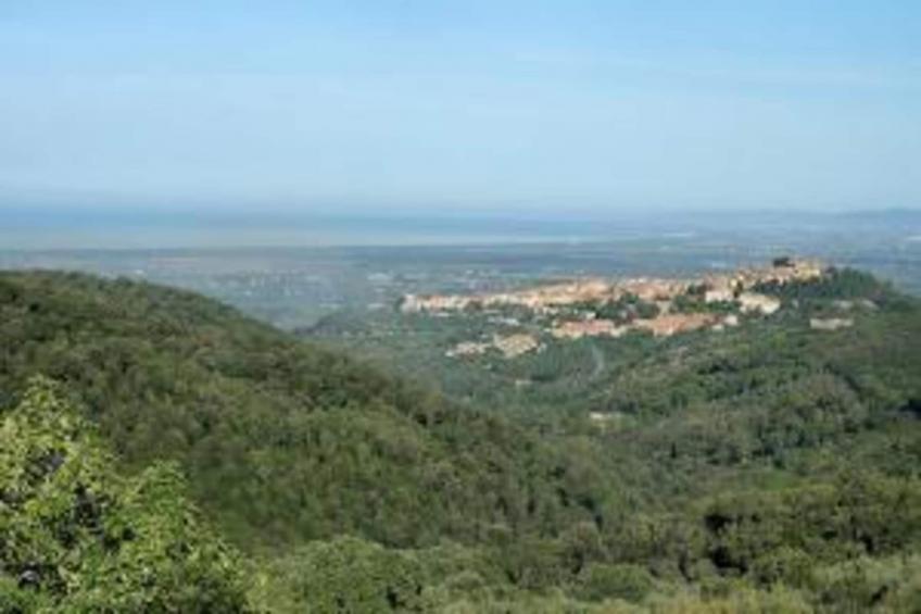 Castagneto1 - foto 36