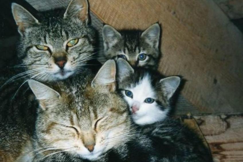 Bauernhof Gerber - foto 29