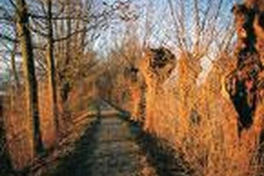 Rosentürmli - foto 22