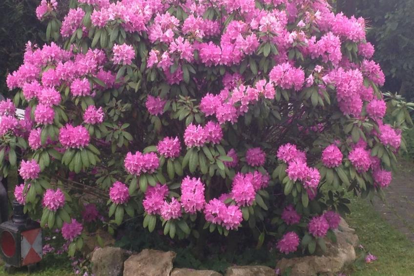 Eifelhäuschen - foto 11