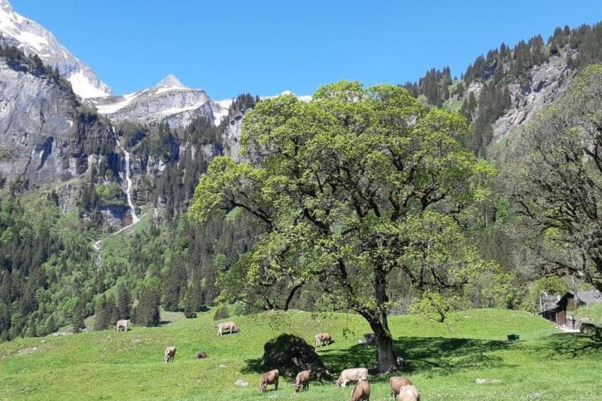 Rietberg 8 Braunwald - foto 5