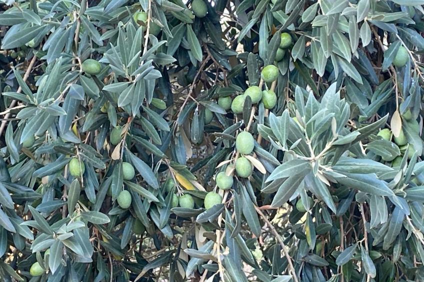 Tanjas Paradise - foto 21