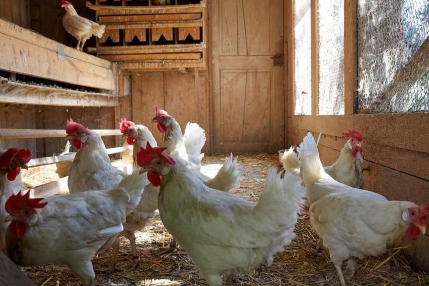 Bauernhof Elmiger - foto 19