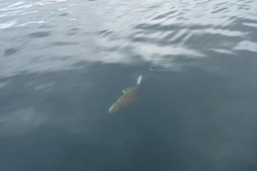 Meløy Naturopplevelser Tømmervik - foto 13