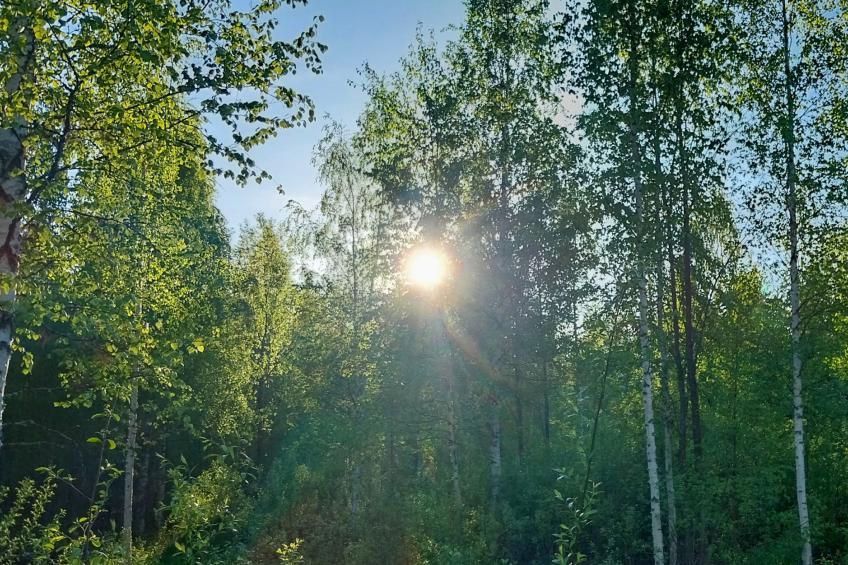 Kesäniitty - foto 27