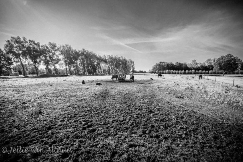 De oude stal - foto 19