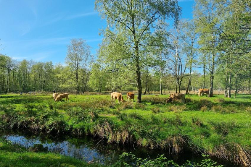 Watervilla Fjirtjin - nr 14 - foto 38