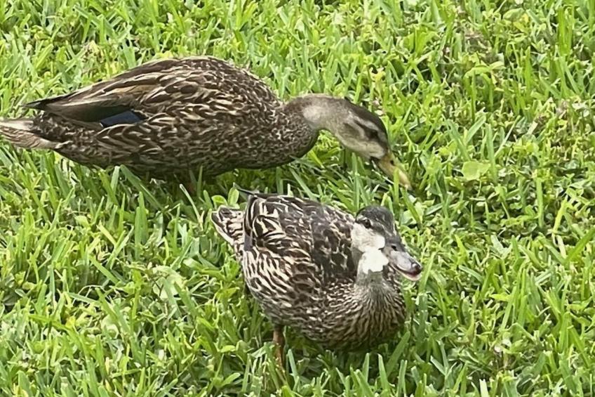 Familienfreundliche Villa nahe der Disney-Parks - foto 39