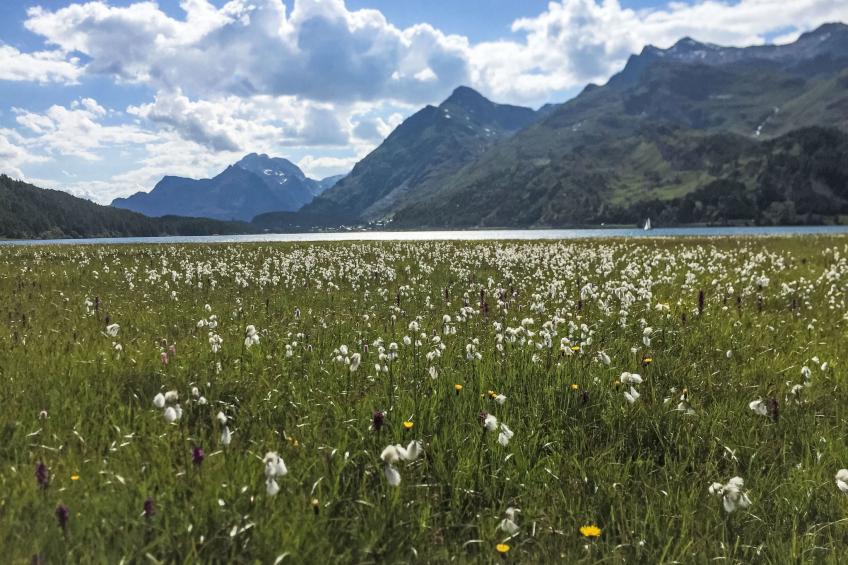 Wohnung Oberengadin - Maloja - Ca Val Forno - foto 26