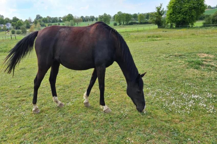 La Juquaise - foto 33