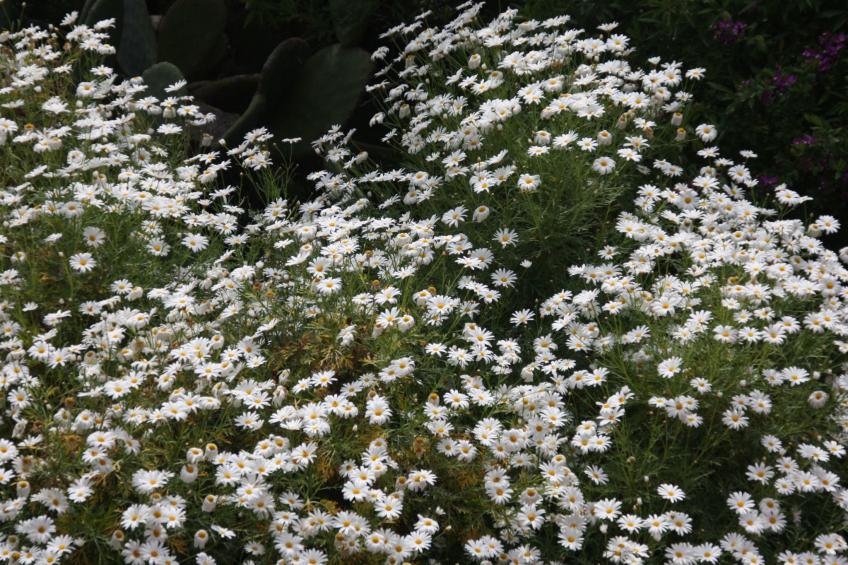 Behagliches Ferienhaus mit Garten inmitten eines - foto 15