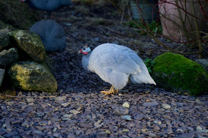 Hedd Wen Cottage - foto 5